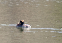 Horned Grebe